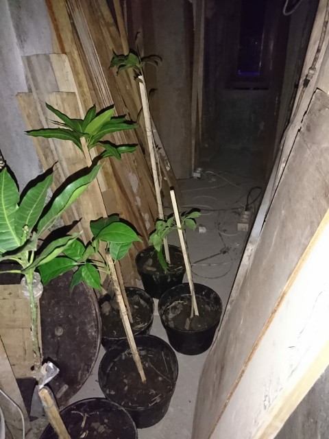 Bibit Buah Jambu Air Kingrose Supermurah