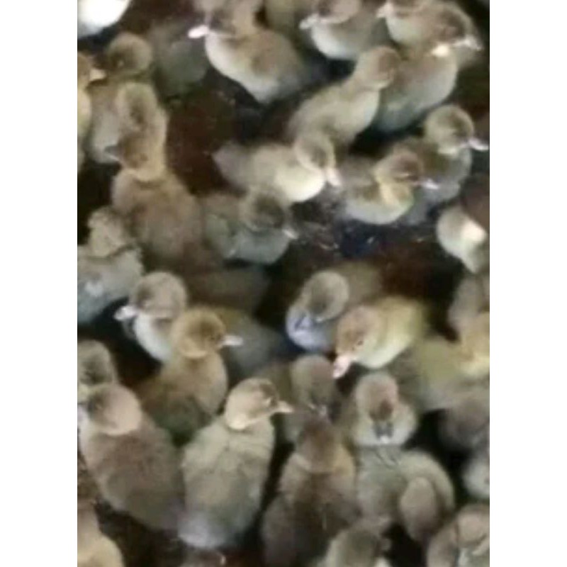 Bibit bebek lokal - DOD bebek pejantan Lokal