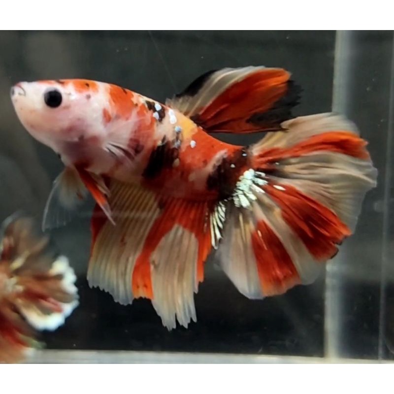 cupang halfmoon hm nemo copper realpict