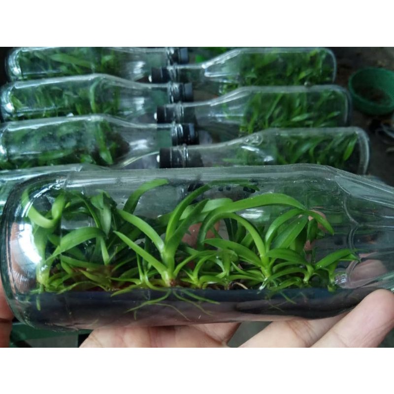 Bibit botolan anggrek spesi ORIGINAL bukan hasil silangan