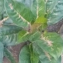 aglonema kochin paramuay varian green
