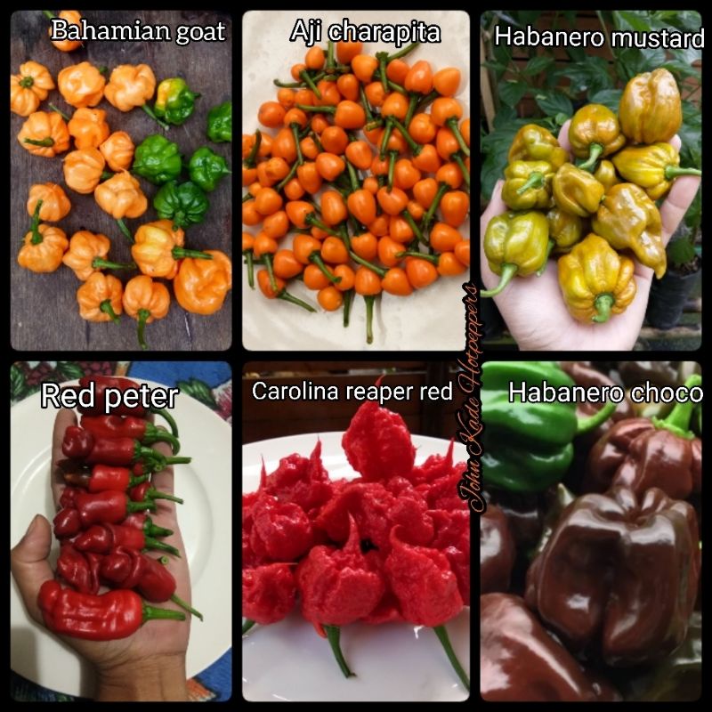 Benih Bibit Cabai Carolina Reaper Red-Red Peter-habanero mustard-aji charapita-bahamian goat-habaner