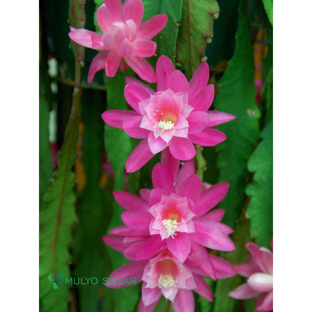 Wijaya Kusuma German Empress Epiphyllum (Bergaransi)