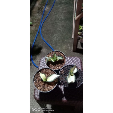 sansevieria golden Wendys