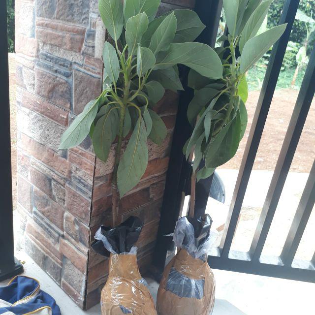 Bibit Buah Alpukat Mentega Kendil Jumbo Griya Bibit Tanaman