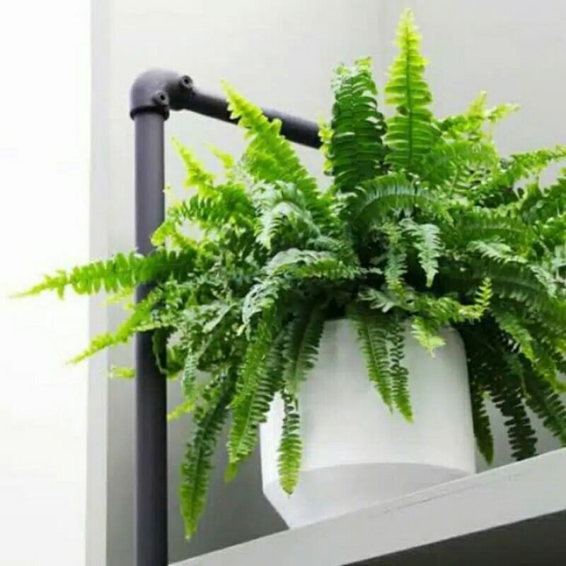 tanaman hias pakis kelabang-tanaman hias gantung pakis