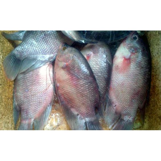 

Ikan Gurame 500 gram | FREE minimal belanja 69rb CEK DESKRIPSI