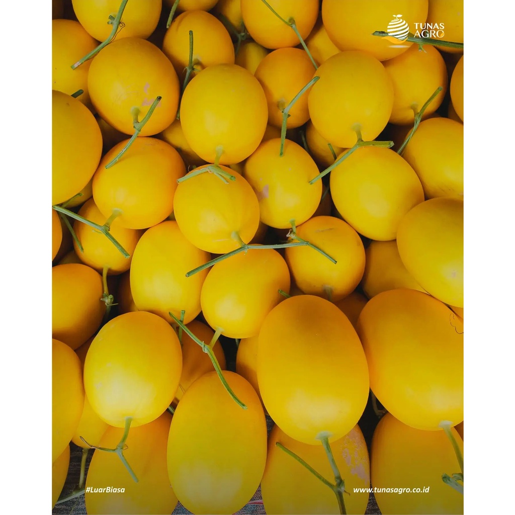 (1 PACK) Benih Melon New Kinanti Hibrida F1 Seeds - Tunas Agro Seed - 15 GRAM