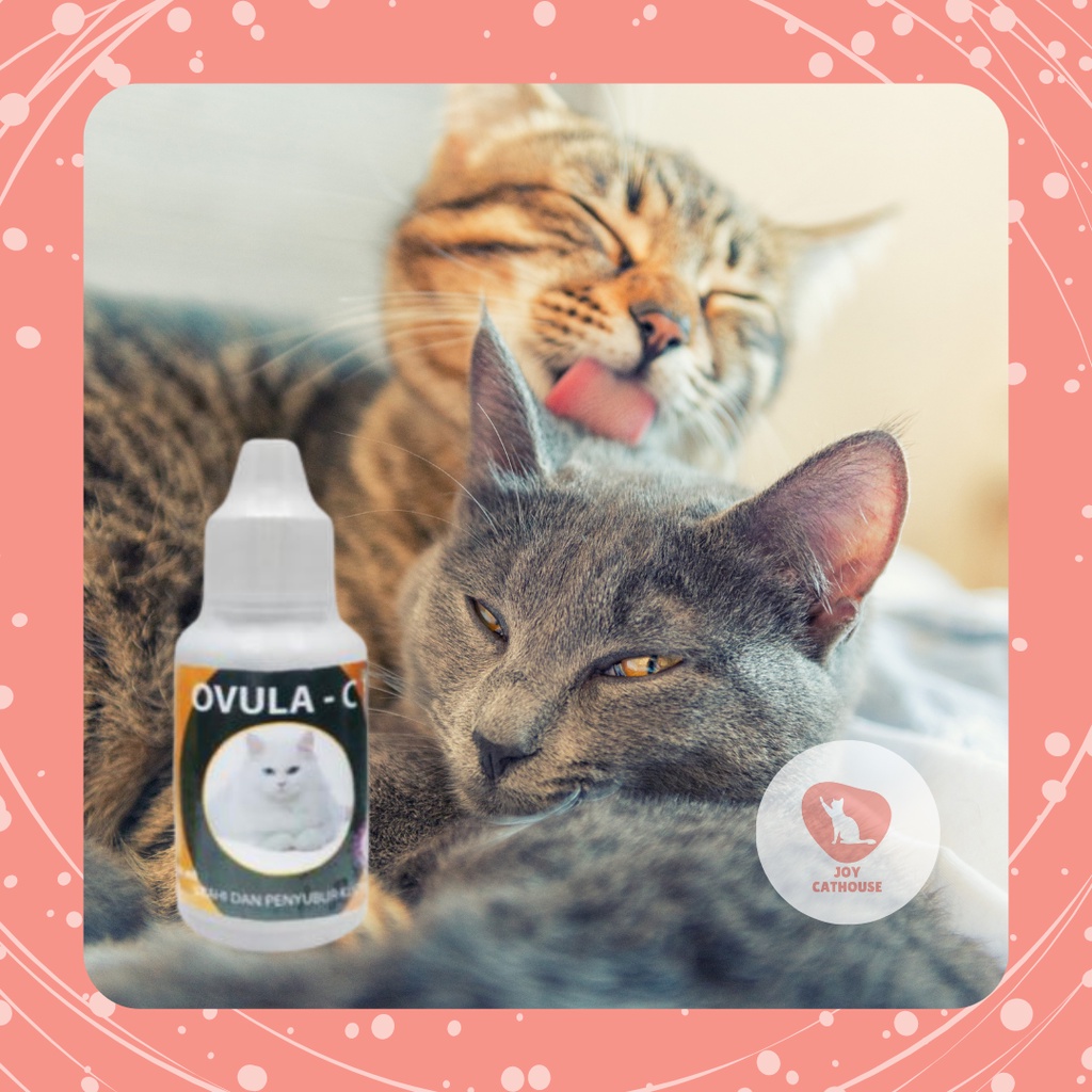 Obat Birahi Kucing betina &amp; Birahi Kucing Jantan Stamina Kucing , Ovula C Drop 30ml