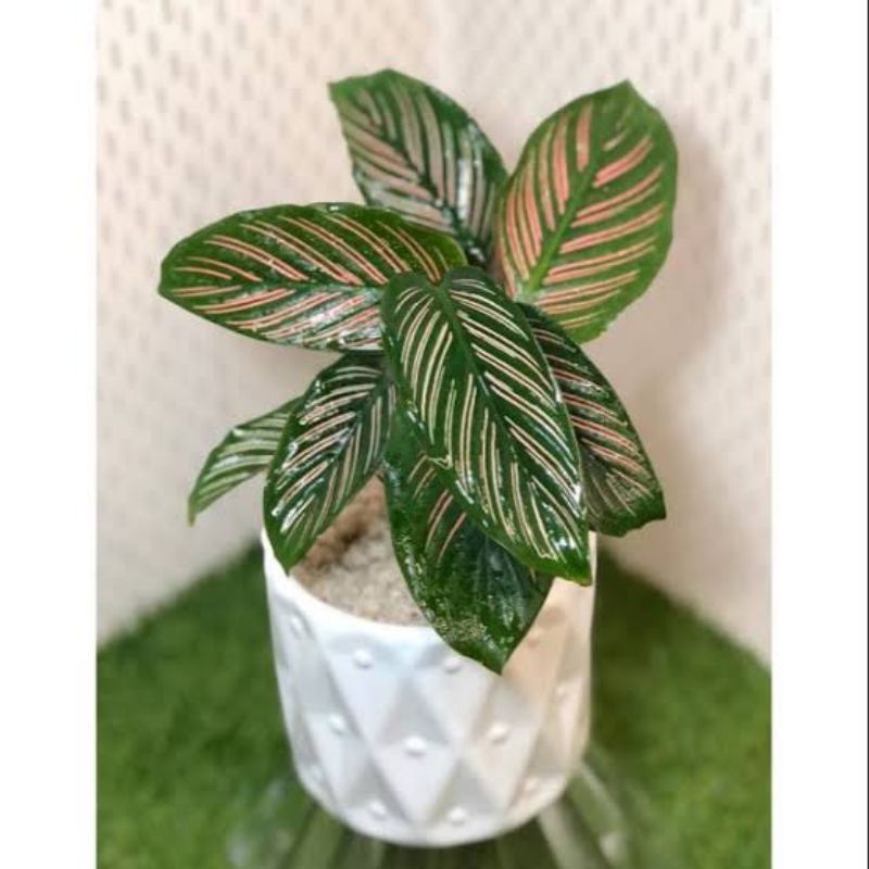 Calathea sisir MURAH - TANAMAN HIAS CALATHEA MAJESTICA WHITE STAR - BAKUL KEMBANG