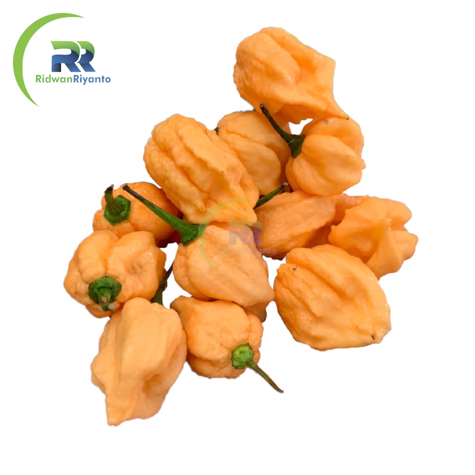 BUAH Cabai CAROLINA REAPER PEACH Cabe Terpedas Nomor 1 di Dunia Versi Guinness World Record