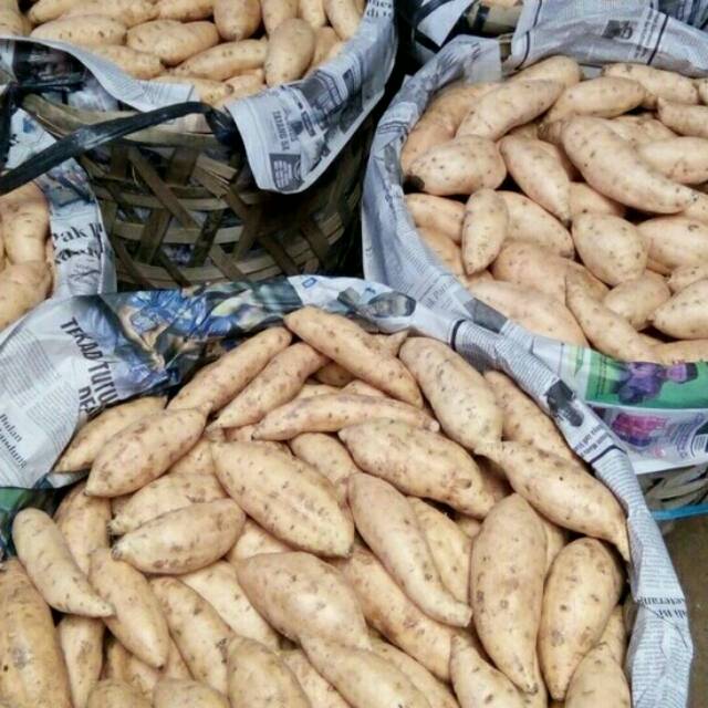 

Ubi Cilembu Ketela Cilembu