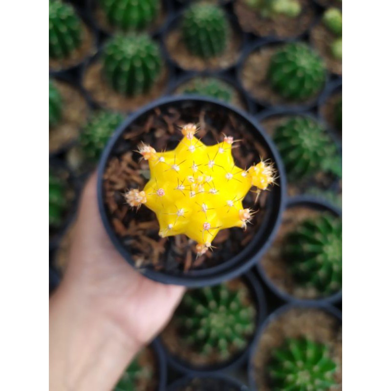 Kaktus import - Kaktus grafting - Moon cactus - Kuning