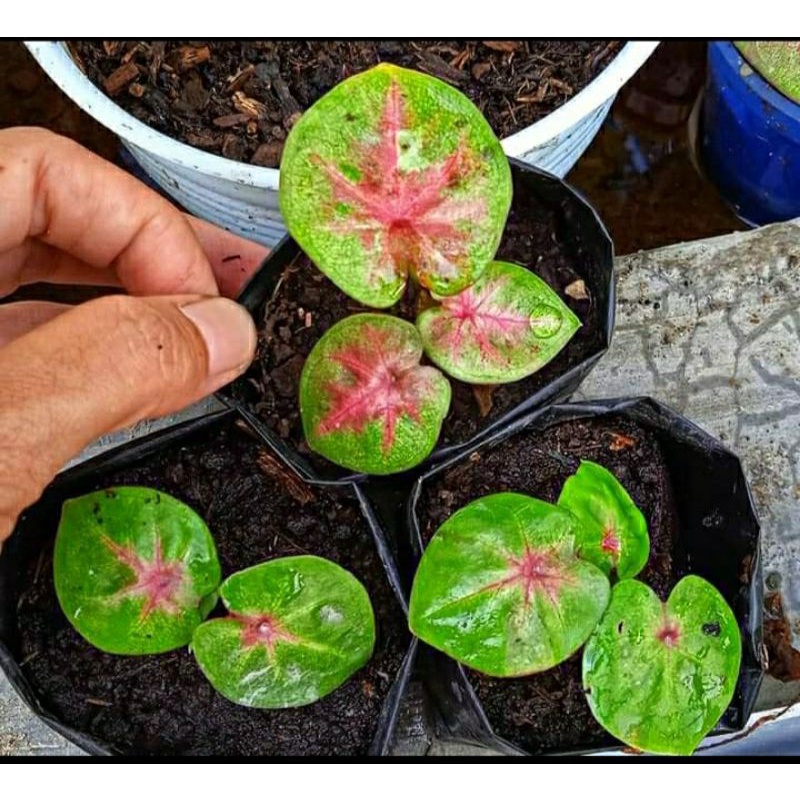Caladium/Keladi H02/Thailand/Thai Series