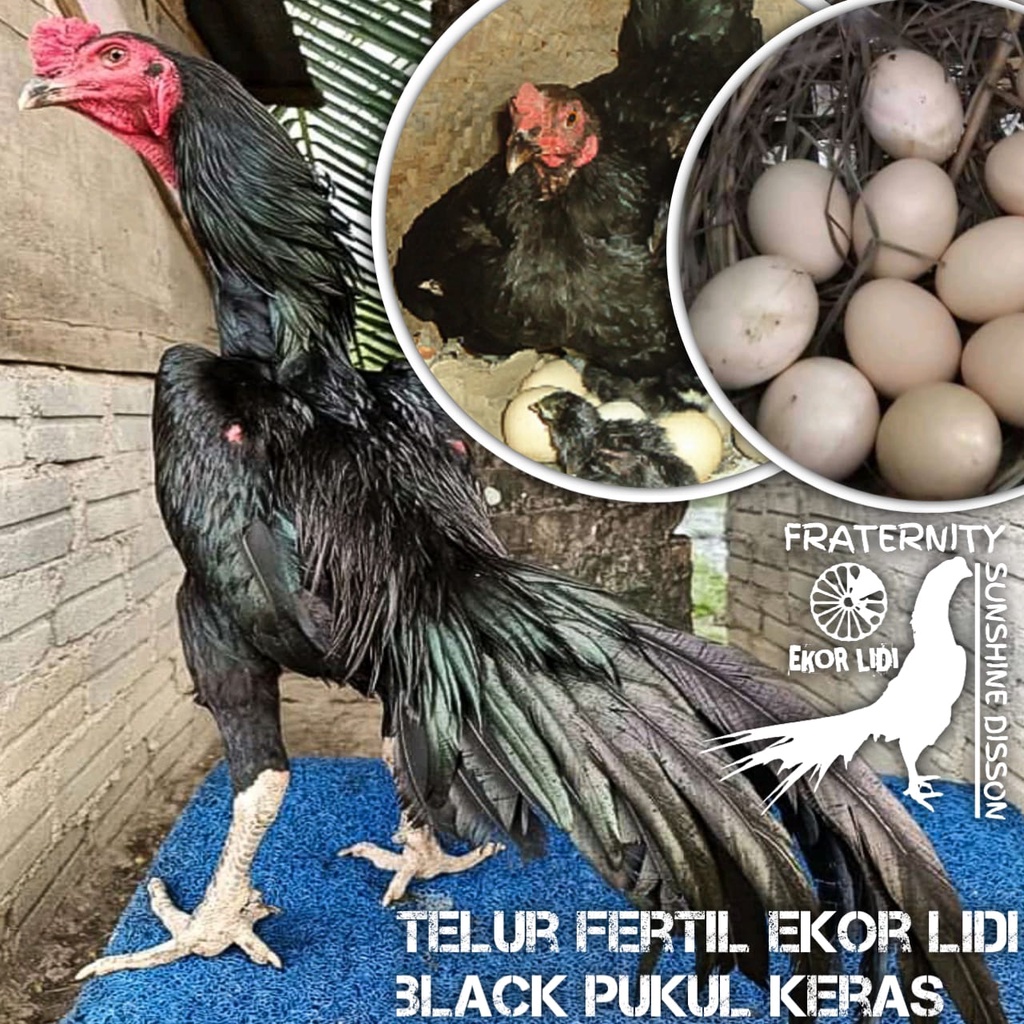 ayam bangkok ekor lidi black kumbang telur fertil