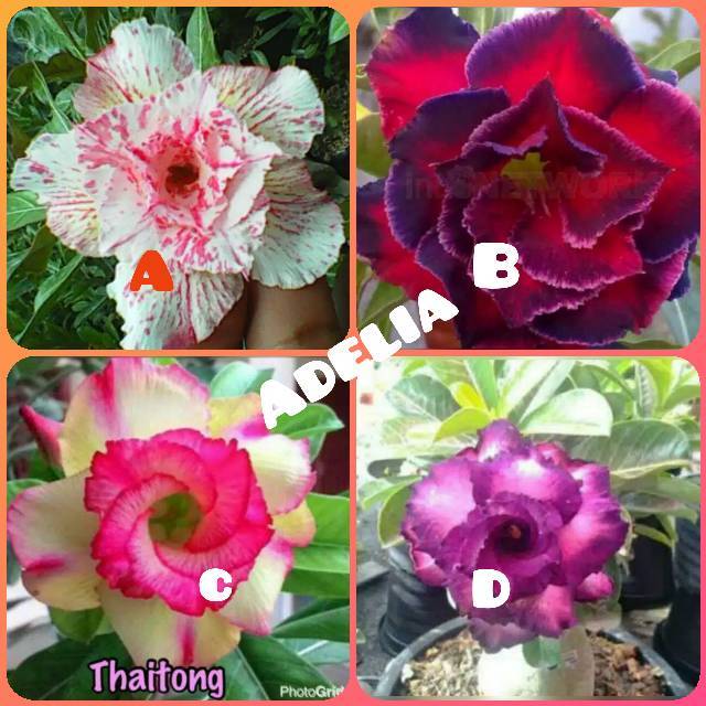 Bibit bunga kamboja 4 kamboja