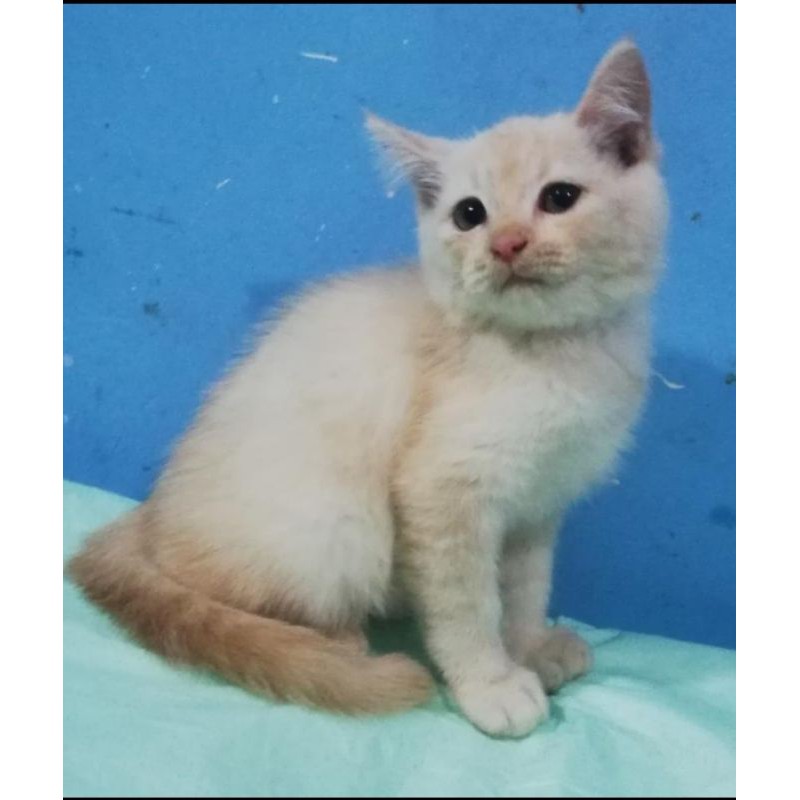 British Shorthair Cream golden  Shopee Indonesia