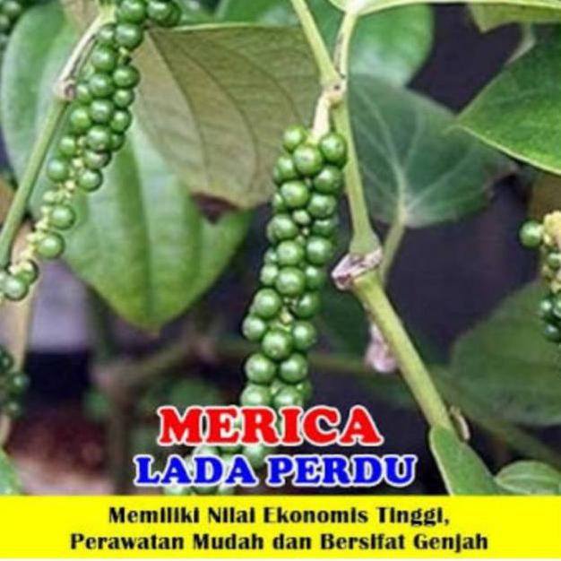 33+ Gambar Tanaman Lada Hitam yang Mantul! - Informasi Seputar Tanaman Hias
