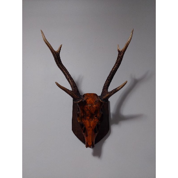 Kepala Rusa Asli dan alas