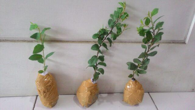 Bidara Arab Unggul Bercabang (luar Jawa Wajib Jne)