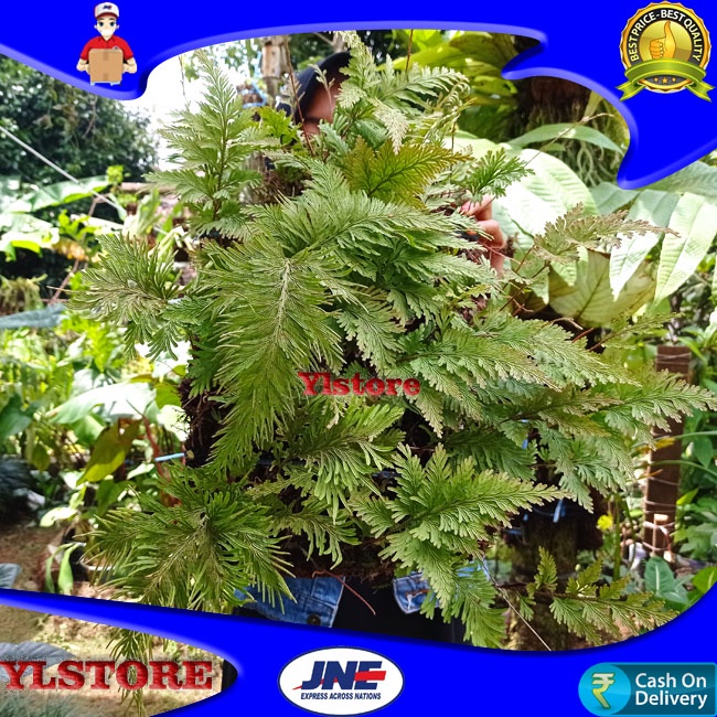 Pakis hutan hiasan dinding rumah pakis belantara YLSTORE