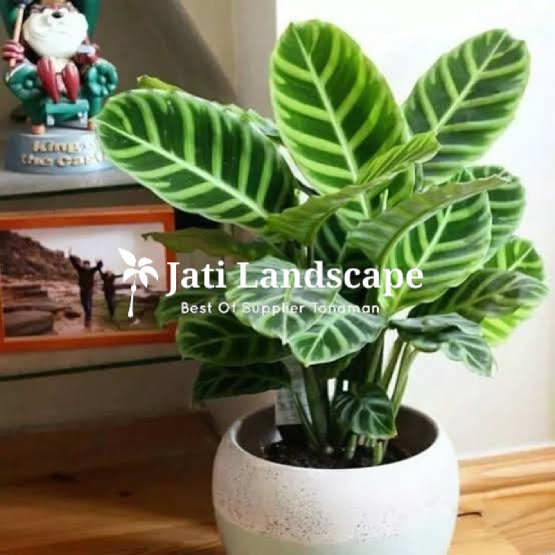 Tanaman Hias Calathea Zebrina- Calathea Zebrina