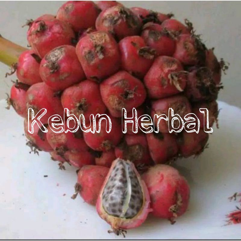 

1 Pcs Buah kecombrang fres
