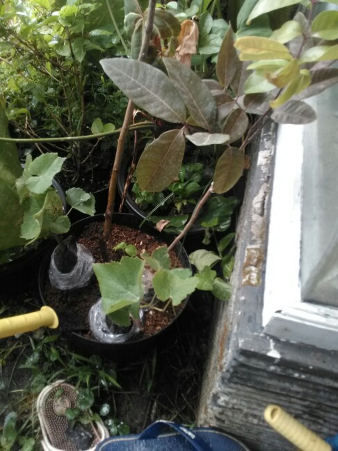 Bibit Kelengkeng Matalada Supermurah