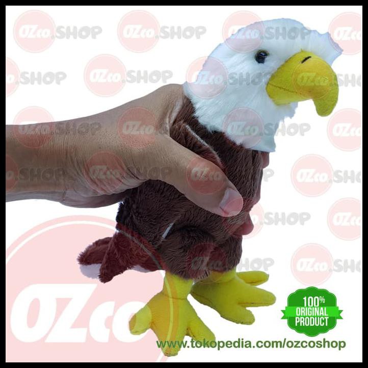 Download 600 Koleksi Gambar Hewan Elang Bondol Keren Gratis HD