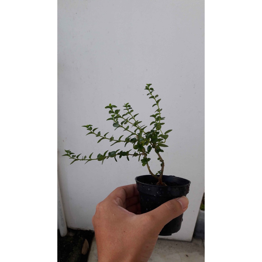 Bahan bonsai pohon sancang murah