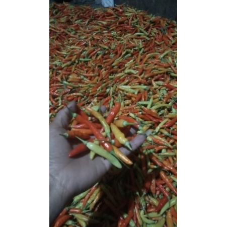 

cabai rawit merah, cabai sret, cabai rawit setan, cabai rawit borga 500gr. 1kg.