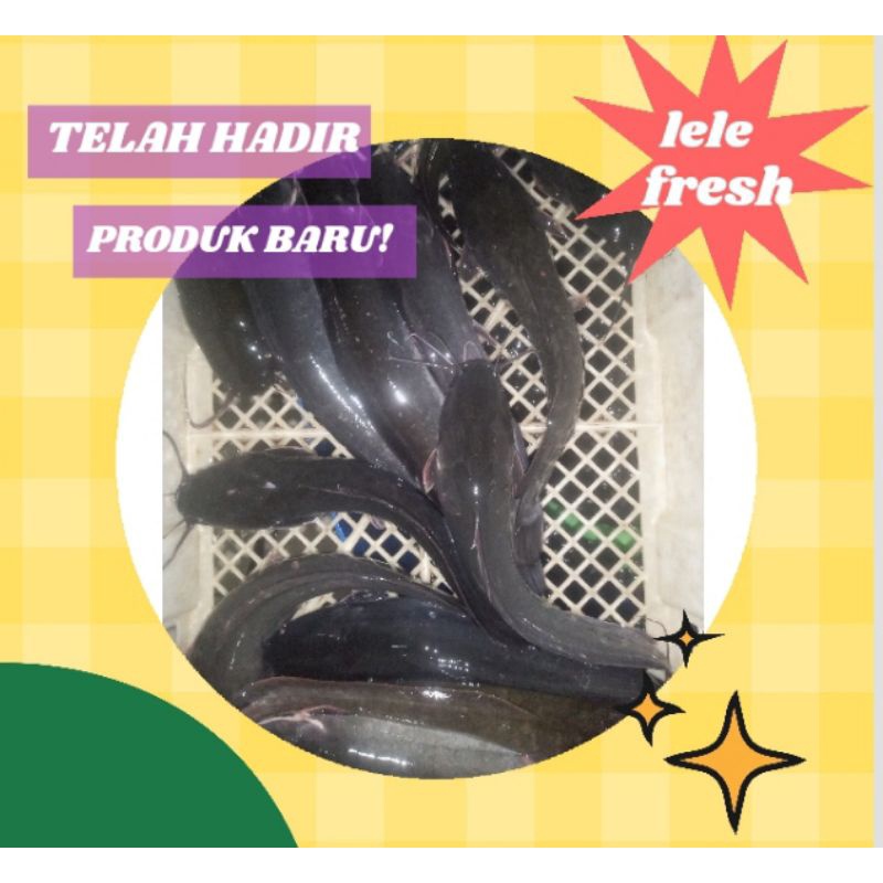 

lele segar 1 kg isi 6-8