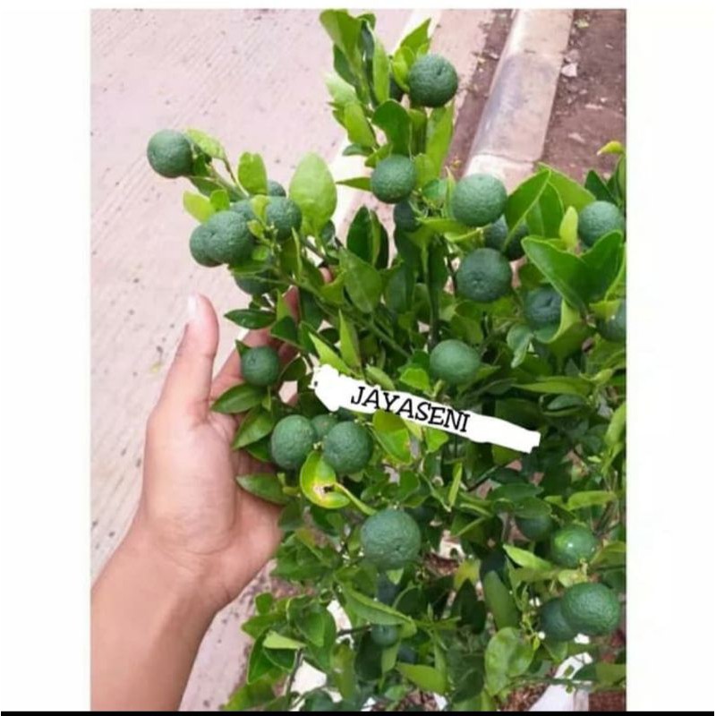 TANAMAN HIAS JERUK LIMAU/POHON JERUK LIMAU SAMBAL