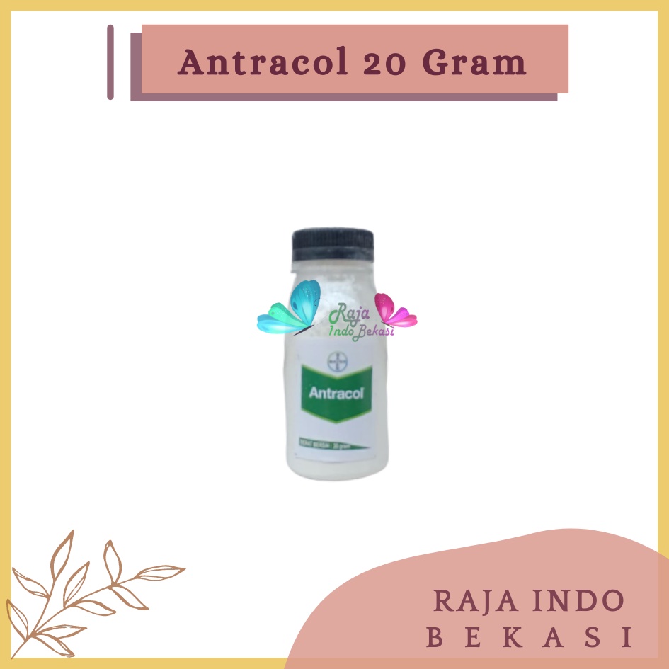 Antracol Fungisida Botol 20 Gram Fungisida Antracol 70wp Zinc 250 Gram Obat Anti Jamur Pada Tanaman Fungisida Sistemik Pembasmi Infeksi Tanaman Jamur, Bercak &amp; Cacar Ampuh Antracol Fungisida 1kg 250 500gram 500gr Antracol Fungisida Dan B1 1kg Grosir