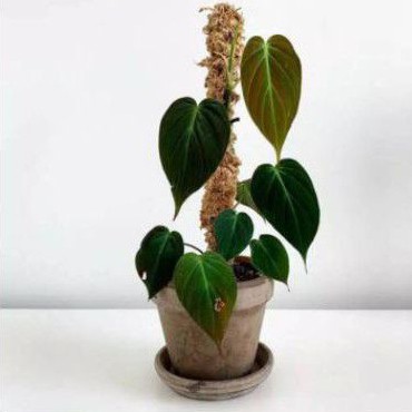 TANAMAN HIAS PHILODENDRON MICAN/TANAMAN RAMBAT MICAN