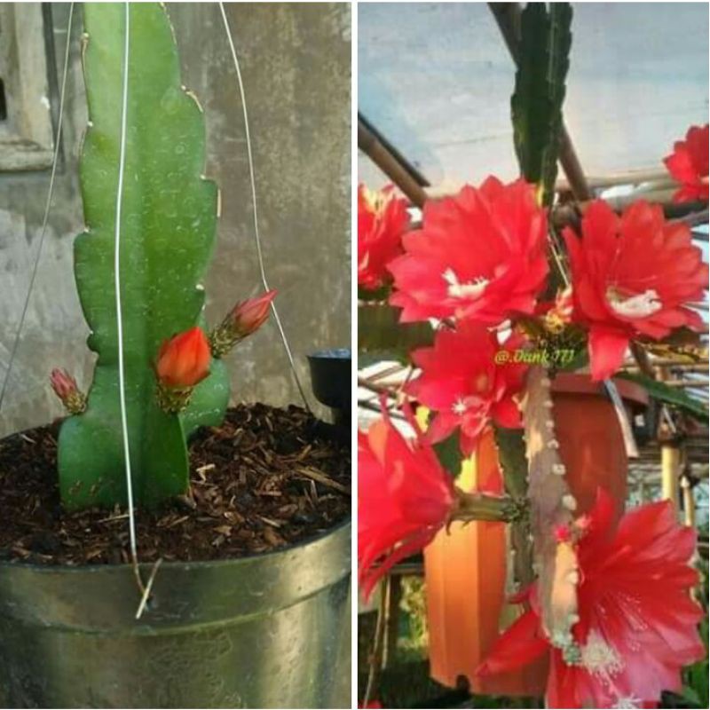 Wijaya Kusuma merah ID ACKERMANNII