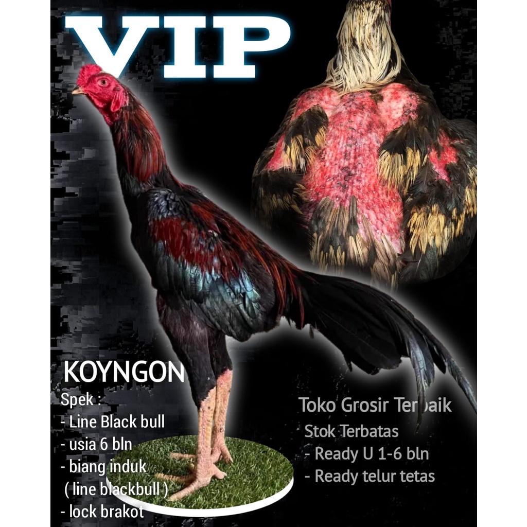 

ayam bangkok asli super koyngon F1 LINE BLACKBULL KRATING lock brakot pukul keras grade A