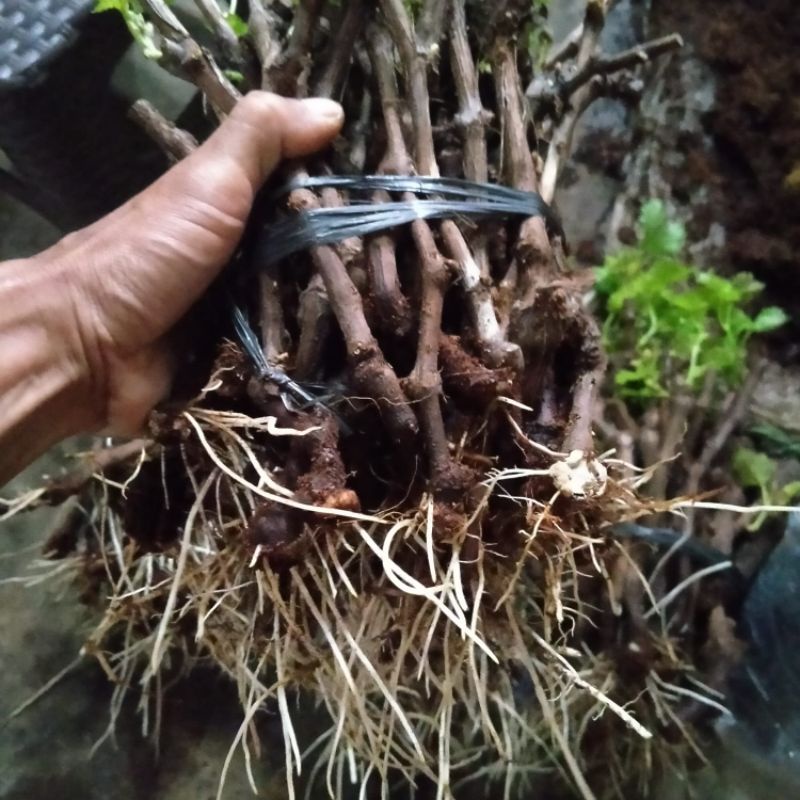 Cutting anggur eceran jenis alfonso berakar