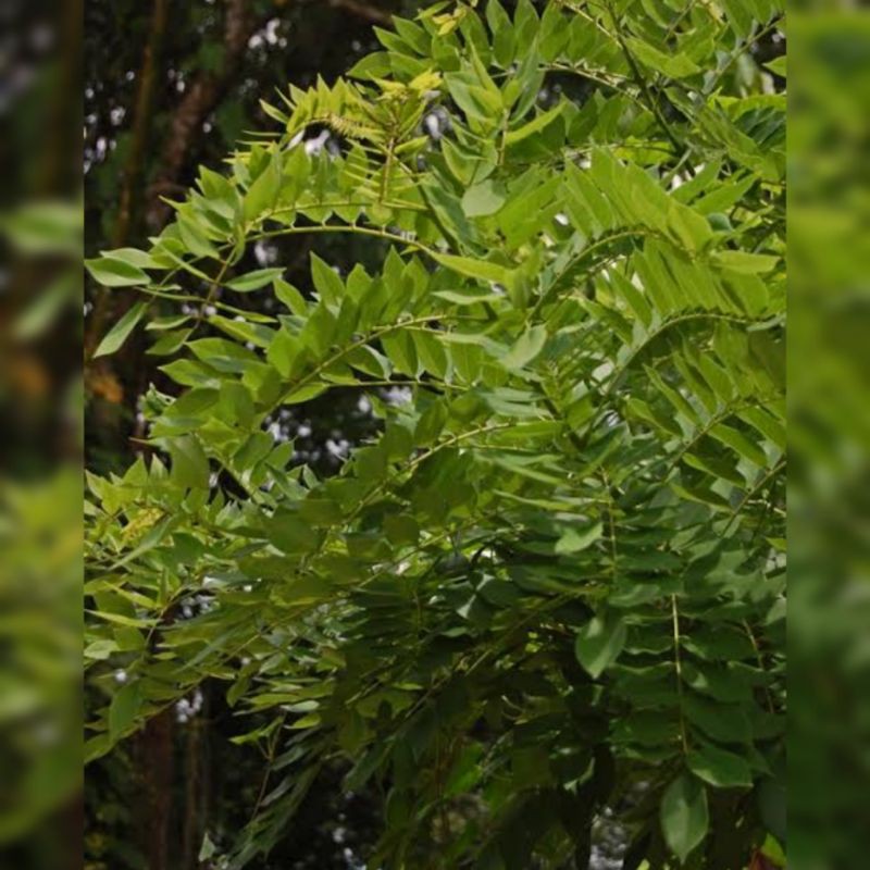 

Daun Gamal Segar 1 kg