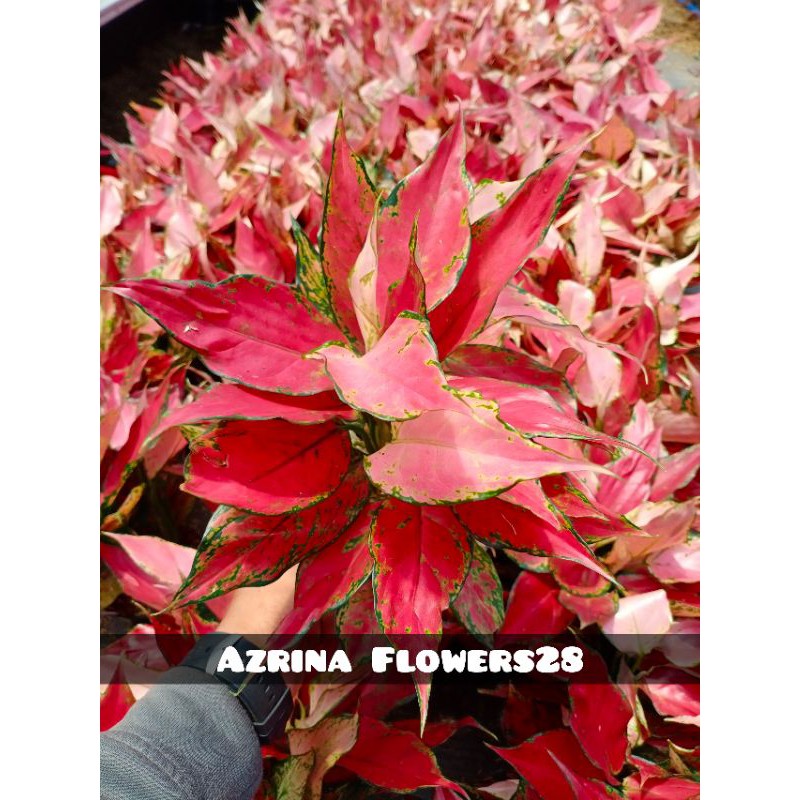 Aglonema Ruby Garuda Super/Aglaonema Ruby Garuda Super/rubi Garuda/aglonema Merah/red heart