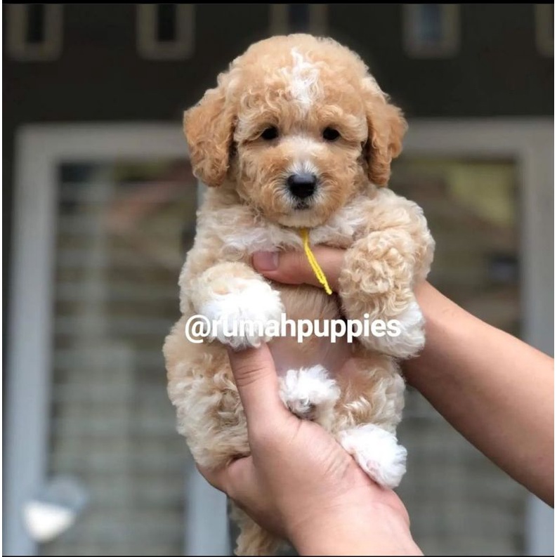 Jual Apricot Toy Poodle
