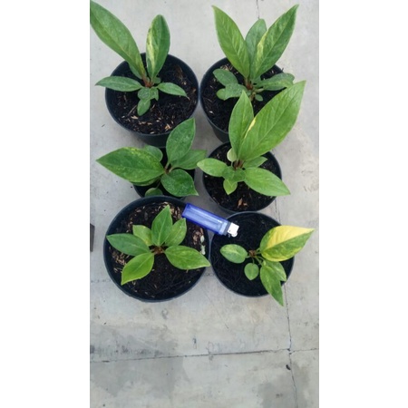 bibit jemani varigata