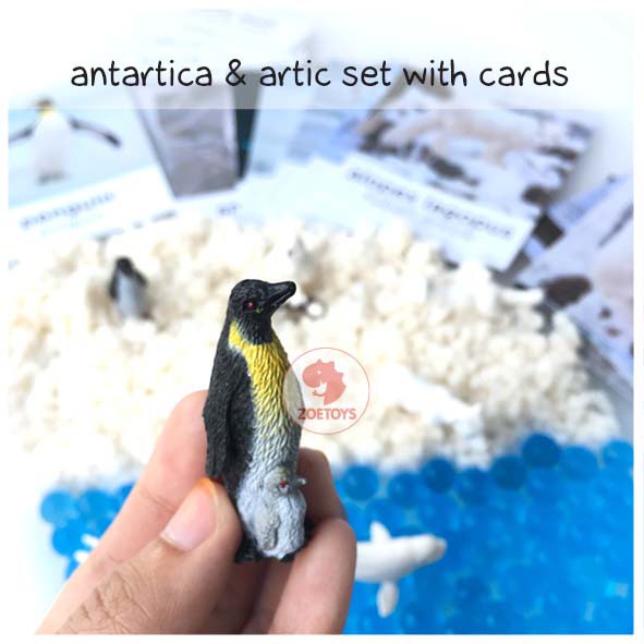 Zoetoys Sensory Play Small Arctic Antartica &amp; Arctic Set with Flashcards | Mainan Edukasi Anak Figurine Box Snow Salju | Cari Bingkisan Hampers Kado