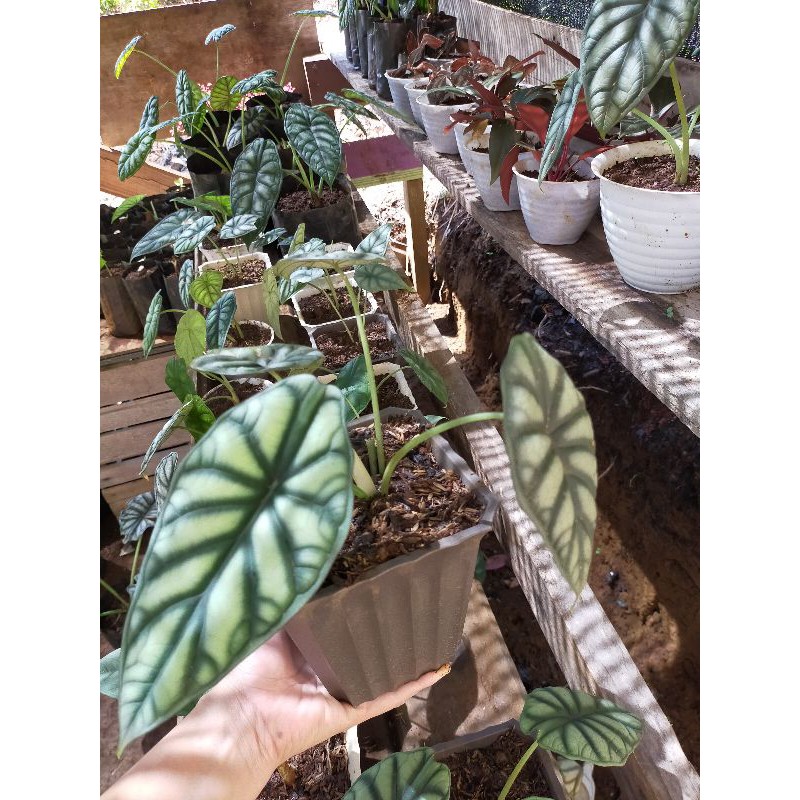 anakan alocasia Dragon silver/scale random mulai 2 daun keatas minimal order 3 pokok