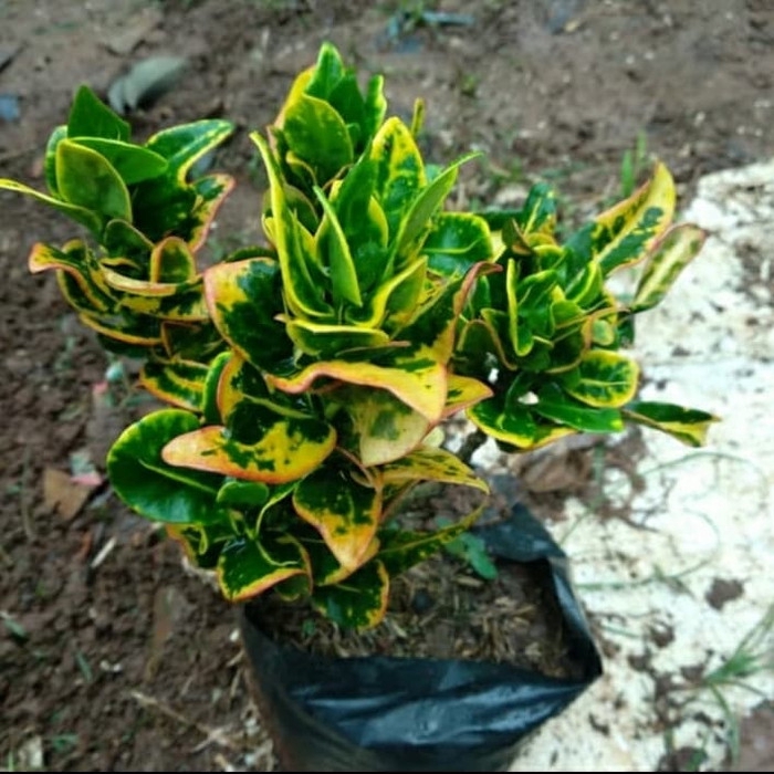 Tanaman hias puring jengkol-puring jengkol