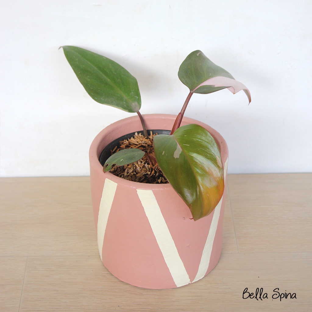 Tanaman Philodendron Pink Princess