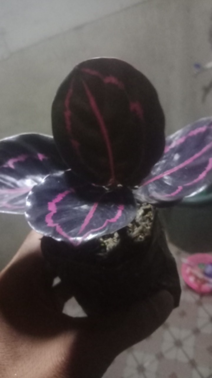Tanaman Hias Calathea Murah Calathea Black Lipstik