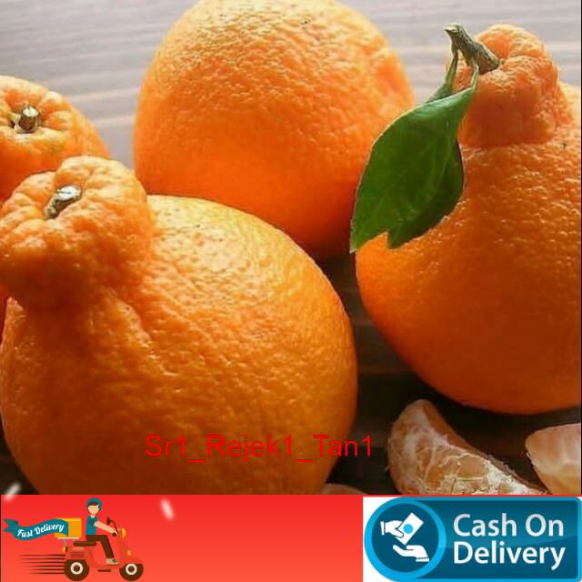 Jeruk Dekopon sudah berbuah /tanaman jeruk dekopon kondisi sudah berbuah