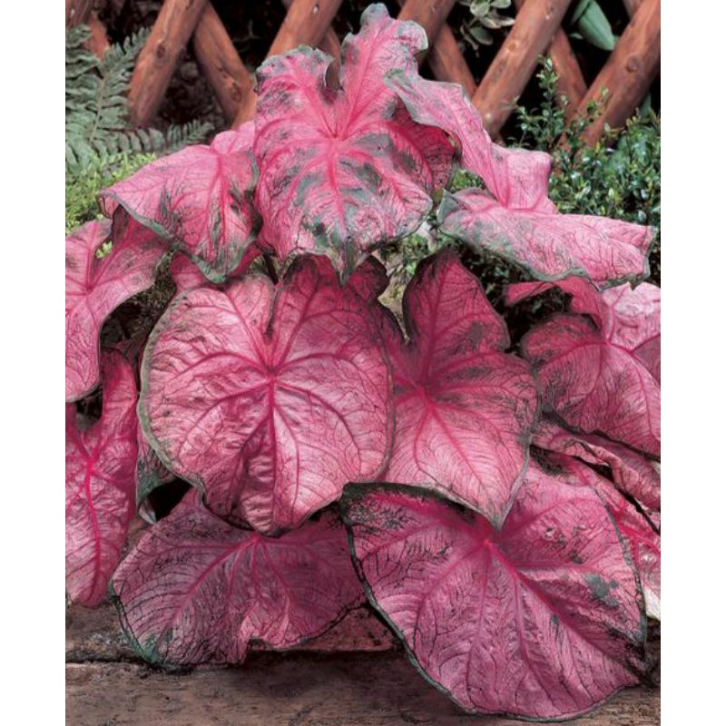 keladi fannie munson remaja daun besar funny