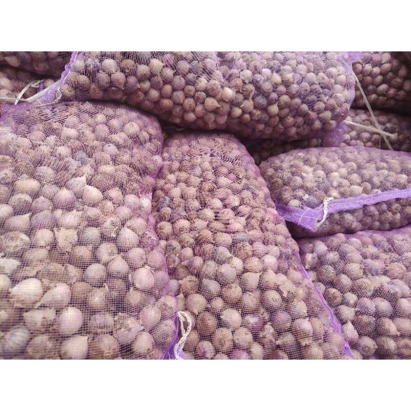 

RB Bawang Putih Tunggal/Bawang Lanang Tunggal Import 500GR